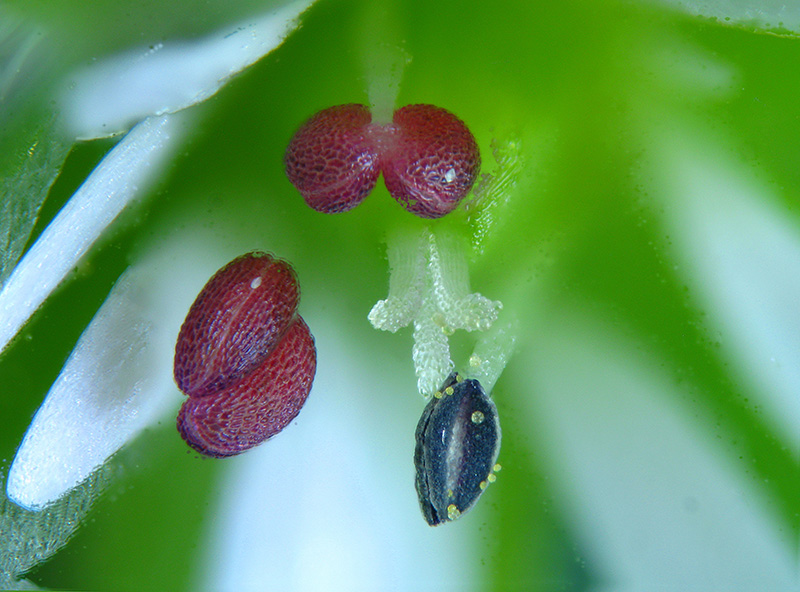 Stellaria media / Centocchio comune